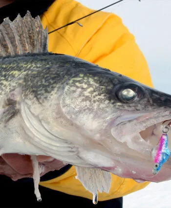 Риболовля на судака в січні