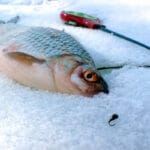 Риболовля на судака в січні 2025: секрети вдалого улову і найкращі місця для лову