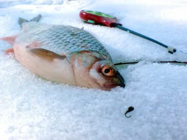 Зимова ловля плотви: секрети успішної риболовлі в січні 2025