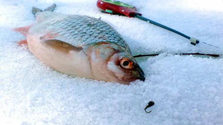 Зимова ловля плотви: секрети успішної риболовлі в січні 2025