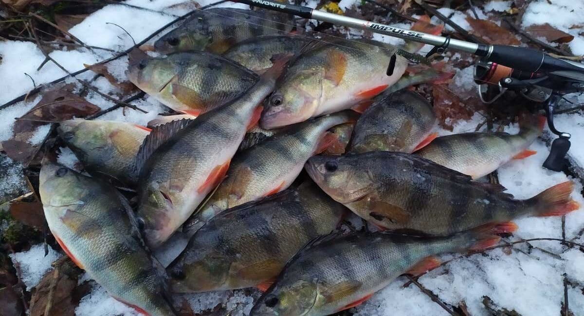 Риболовля в Сумській області на Пслі: окуні, зміна точок і щука-бонус