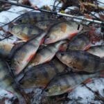 Зимова ловля плотви: секрети успішної риболовлі в січні 2025 року