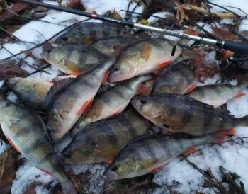 Риболовля в Сумській області на Пслі: окуні, зміна точок і щука-бонус