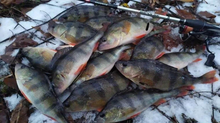 Риболовля в Сумській області на Пслі: окуні, зміна точок і щука-бонус