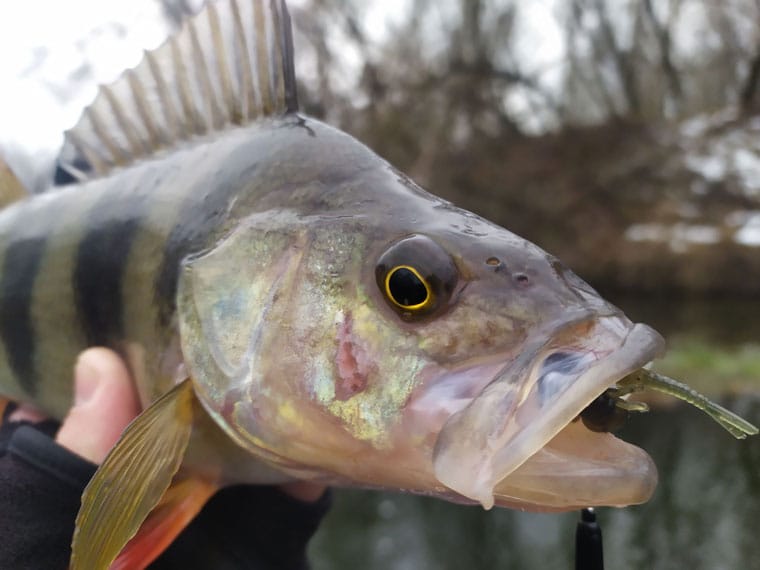 Рыбалка на реке Псел, Сумская область. Фото 2