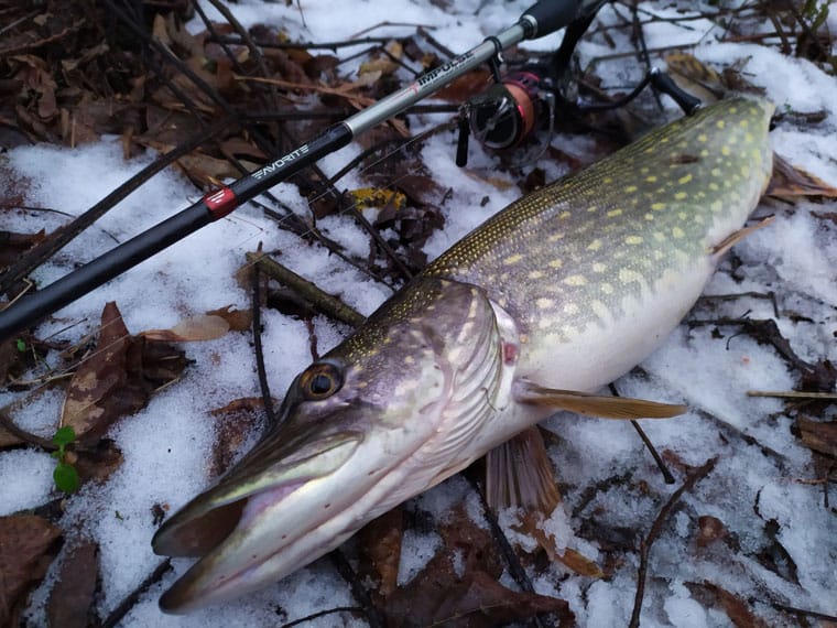 Рыбалка на реке Псел, Сумская область. Фото 3