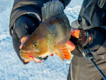 Балансири в справі: як зловити окуня взимку