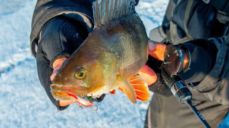 Балансири в справі: як зловити окуня взимку