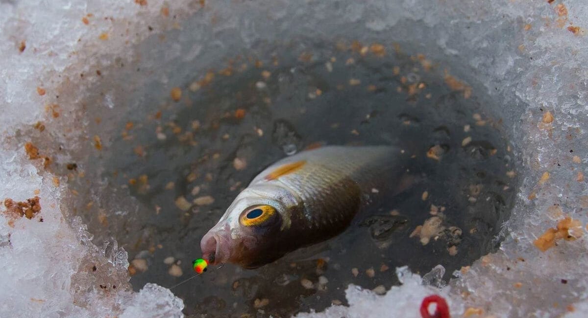 Техніка лову плотви на підгодованих лунках