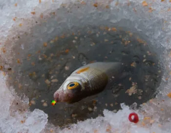 Техніка лову плотви на підгодованих лунках