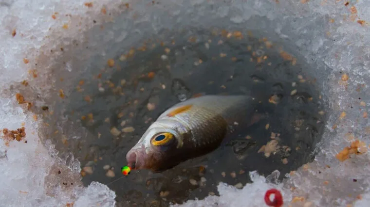 Техніка лову плотви на підгодованих лунках