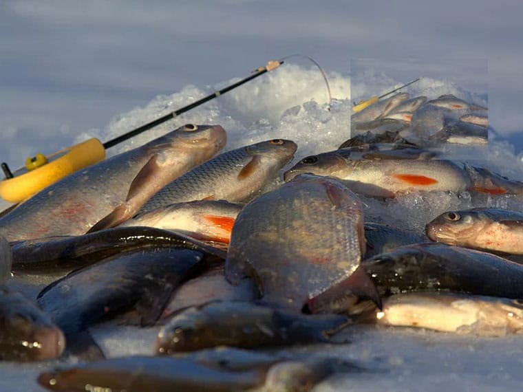 Техніка лову плотви взимку