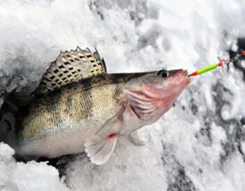 Ловля щуки та судака взимку: секрети активізації хижака
