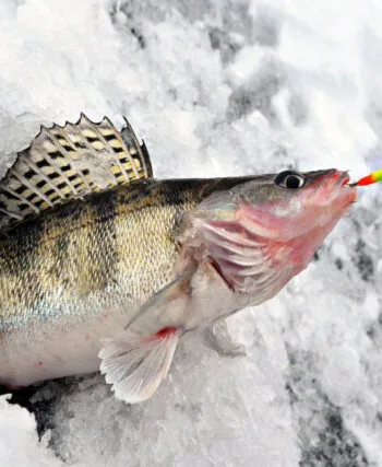 Ловля щуки та судака взимку: секрети активізації хижака