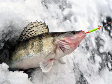 Ловля щуки та судака взимку: секрети активізації хижака
