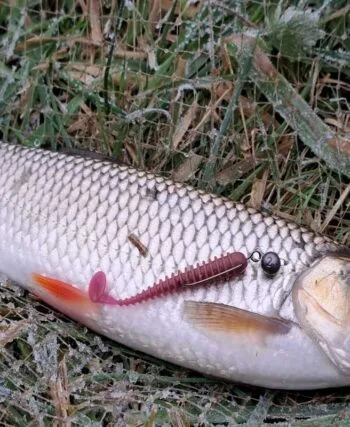 У Сумській області рибалки активно освоюють зимовий спінінг