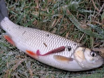 У Сумській області рибалки активно освоюють зимовий спінінг