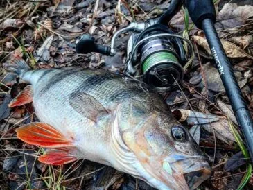 Зимовий трофей: рибалка спіймав рекордного окуня на спінінг