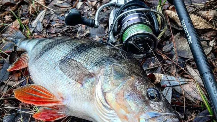 Зимовий трофей: рибалка спіймав рекордного окуня на спінінг