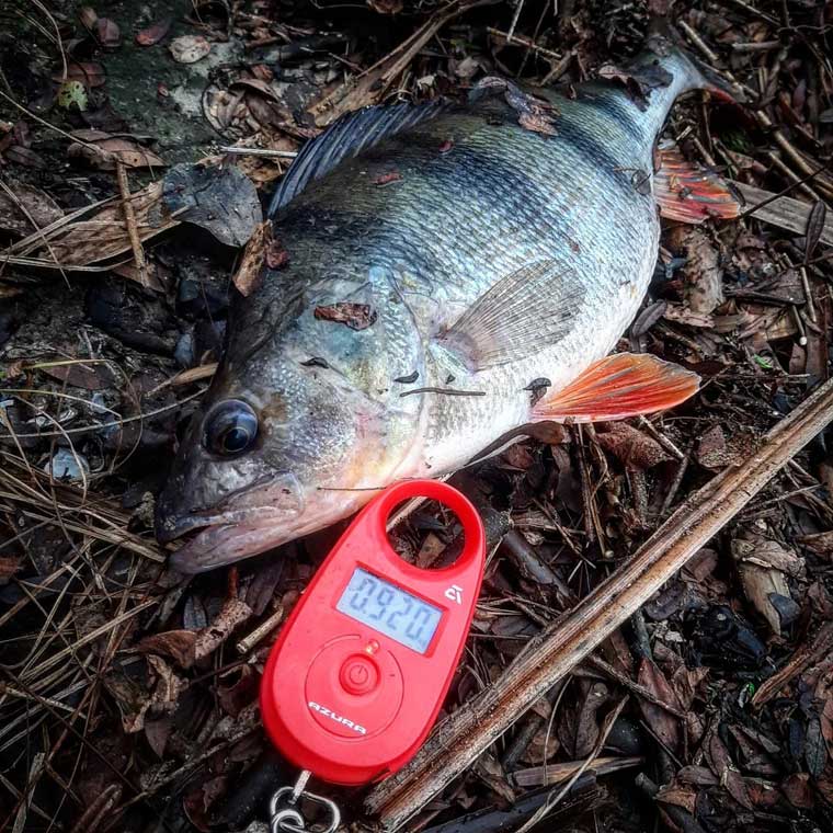 Зимняя рыбалка: трофейный окунь на спиннинг. Фото 1