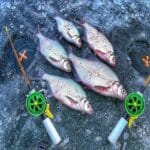 Как ловить плотву зимой на мормышку с прикормкой?