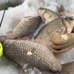 Как выбрать зимнюю прикормку для плотвы: советы профессионалов