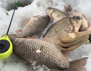 Зимова риболовля на карася: топ-5 технік, які працюють