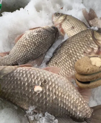 Зимова риболовля на карася: топ-5 технік, які працюють