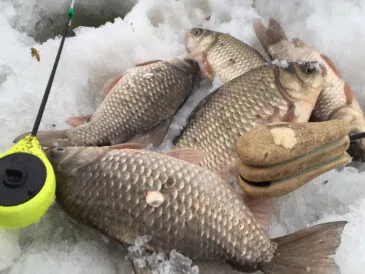 Зимова риболовля на карася: топ-5 технік, які працюють