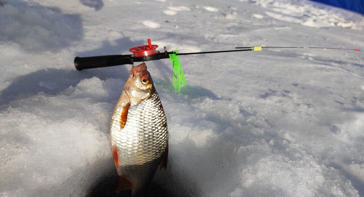 Як вибрати зимове підгодовування для плотви: поради професіоналів
