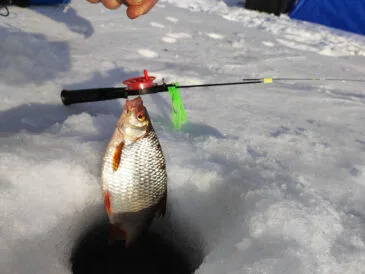 Як вибрати зимове підгодовування для плотви: поради професіоналів