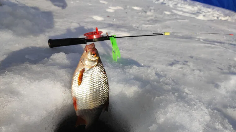 Як вибрати зимове підгодовування для плотви: поради професіоналів