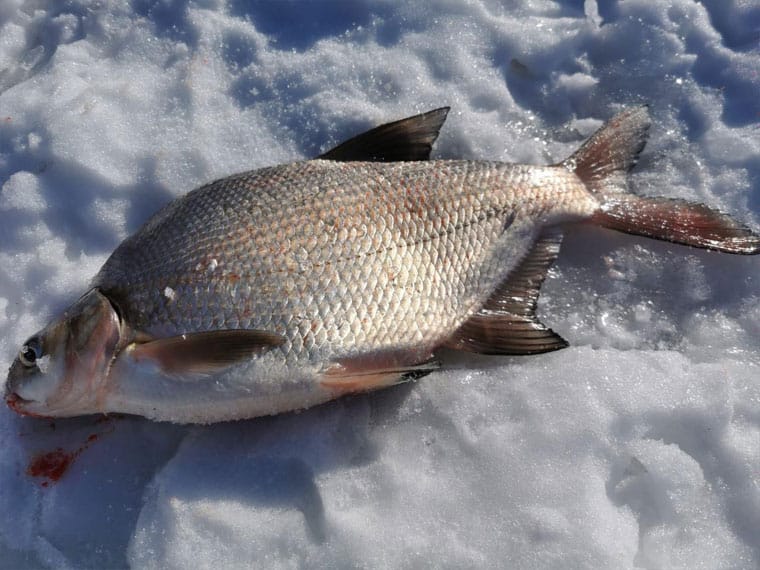 Снасті та ловля взимку в умовах відкритої води