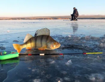 Де на Полтавщині ловиться риба: поради від рибоохоронців