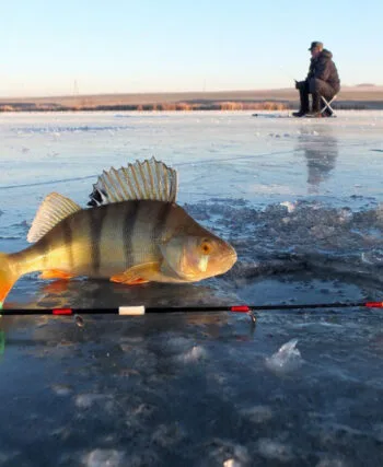 Де на Полтавщині ловиться риба: поради від рибоохоронців