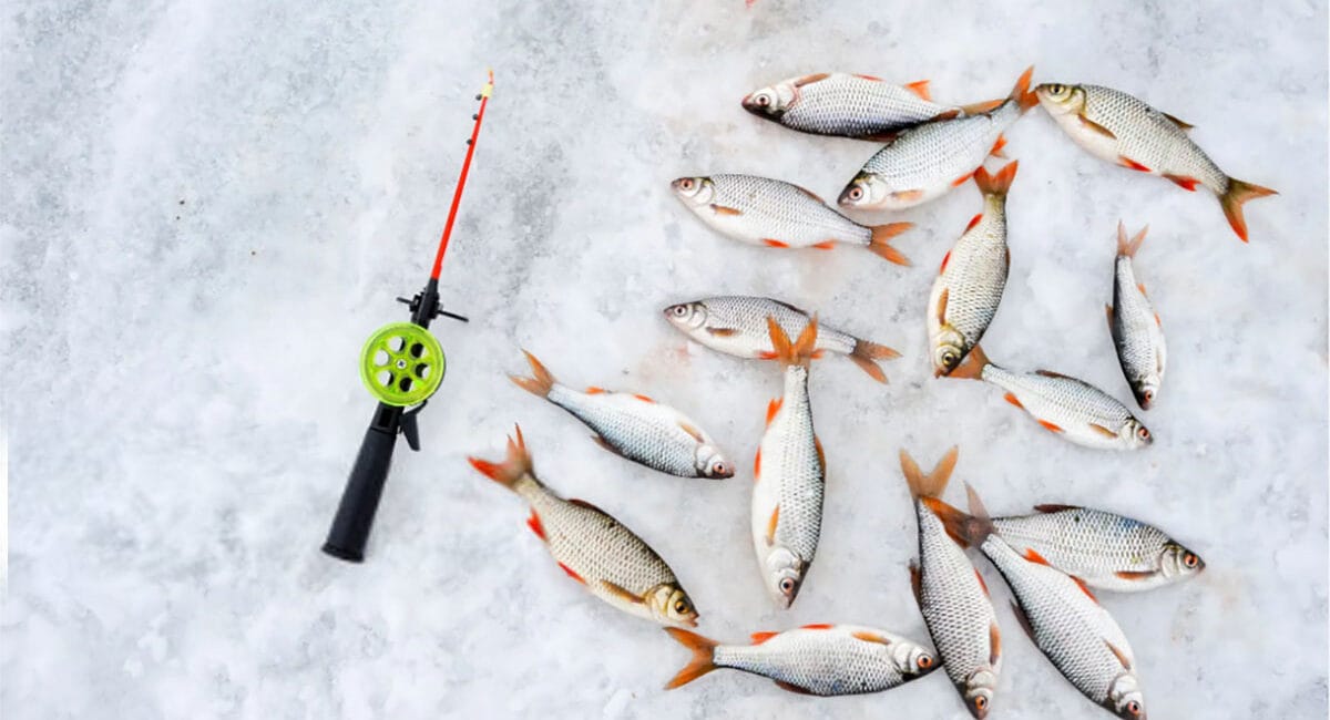 Таємниці лову краснопірки взимку