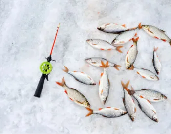 Таємниці лову краснопірки взимку