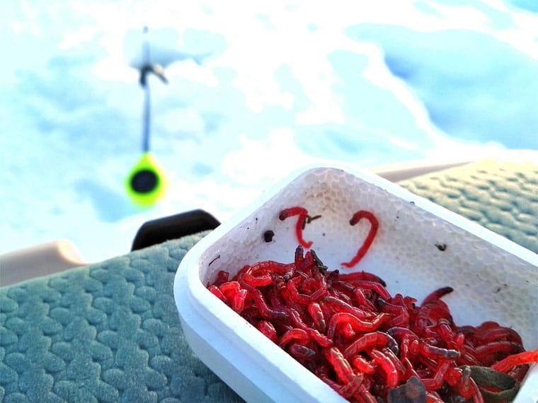 Мотиль - найкраща приманка для лову краснопірки взимку