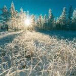 Секреты заморозки корма, на которые стоит обратить внимание в условиях теплой зимы