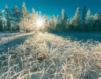 До -20°С вночі: синоптики передбачають сильні морози в Україні