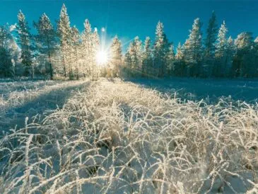 До -20°С вночі: синоптики передбачають сильні морози в Україні