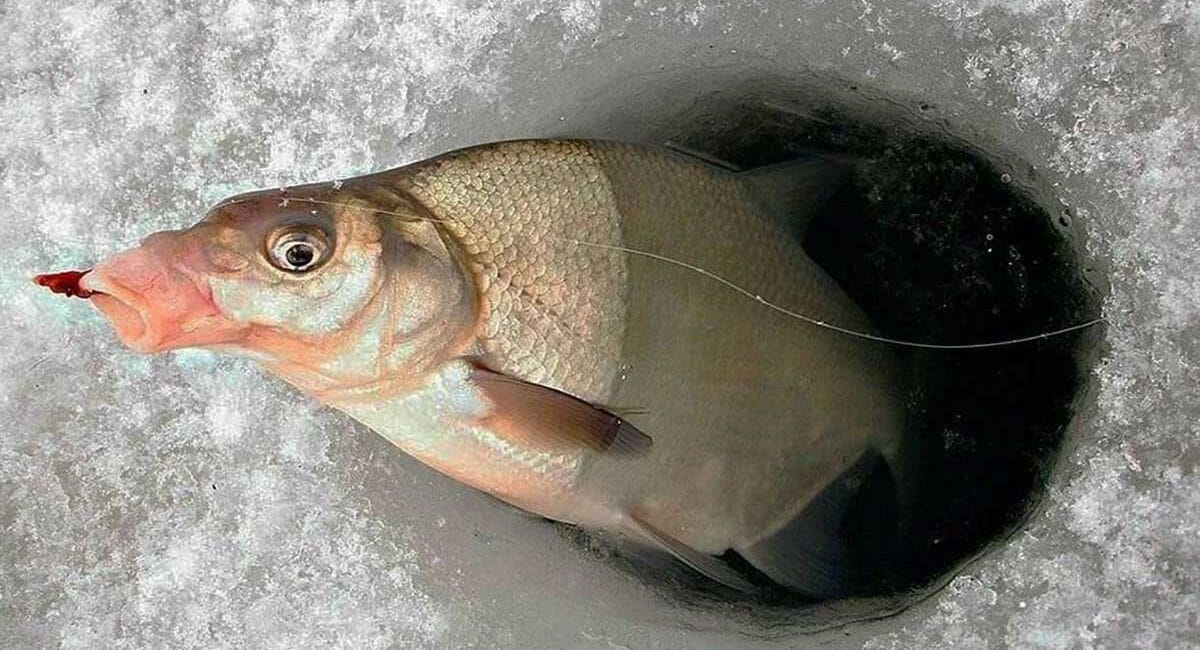 Заморожування корму для риболовлі в теплу зиму - поради