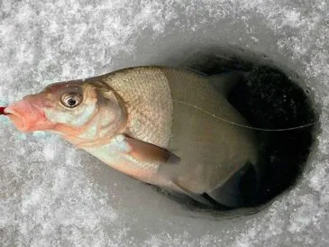 Заморожування корму для риболовлі в теплу зиму - поради