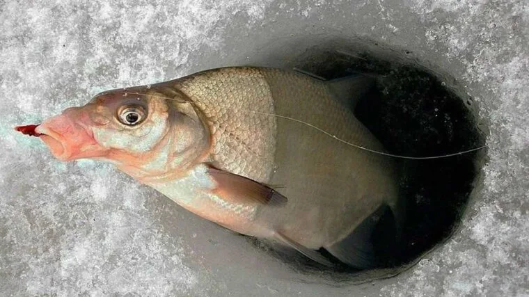 Заморожування корму для риболовлі в теплу зиму - поради