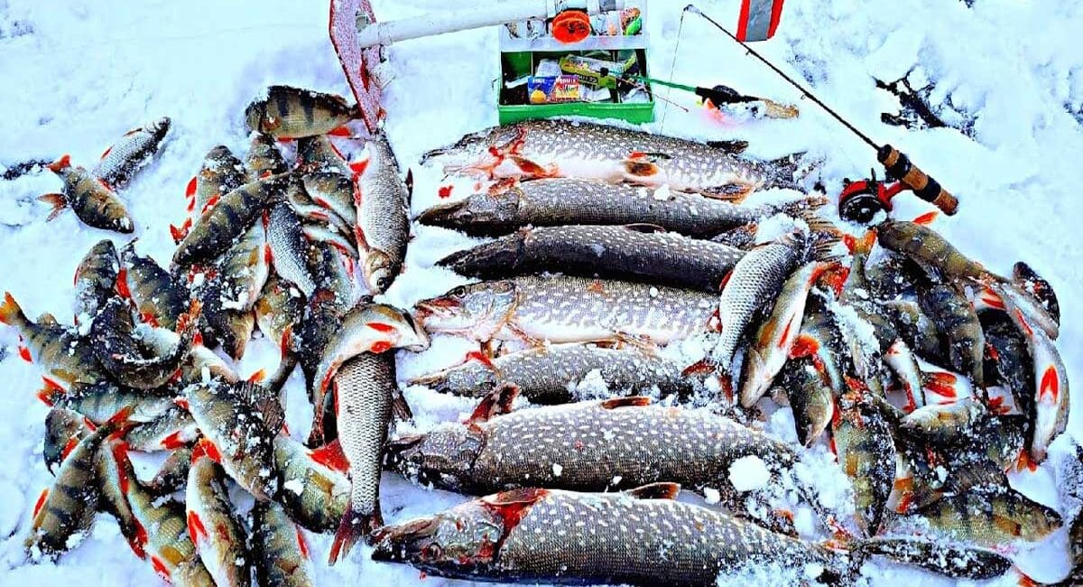 Як зловити хижу рибу взимку: три перевірені способи