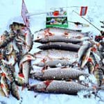 Секреты заморозки корма, на которые стоит обратить внимание в условиях теплой зимы