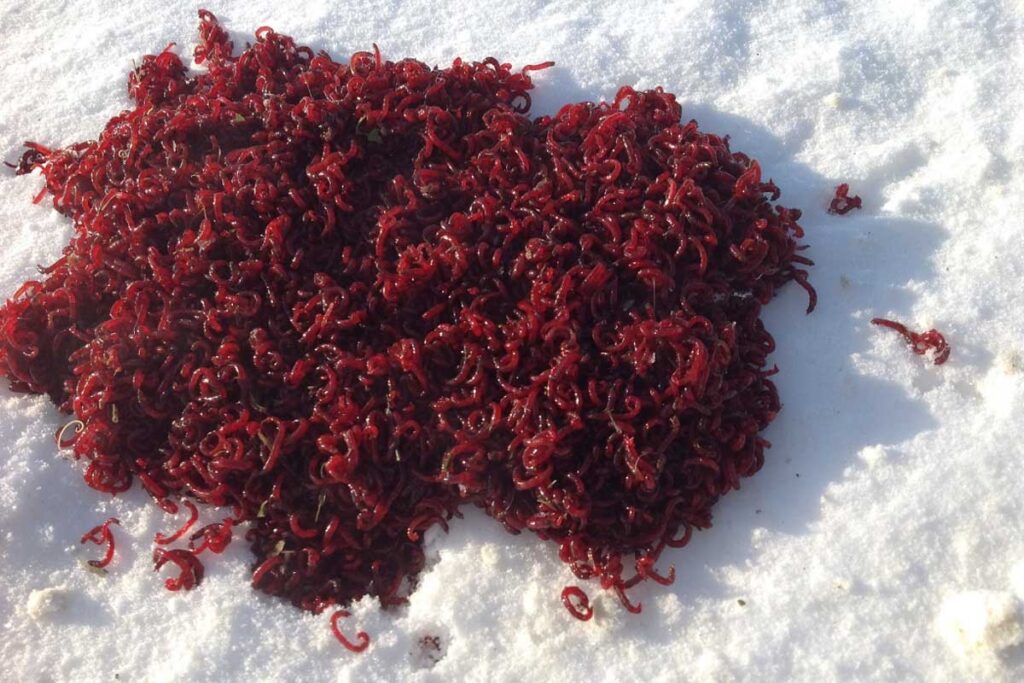 Кормовий мотиль - найкраще підгодовування на зимовій риболовлі