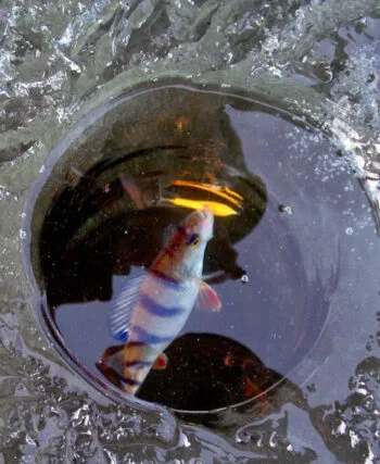 Як утримати окуня під лункою: топ-7 прийомів від експертів