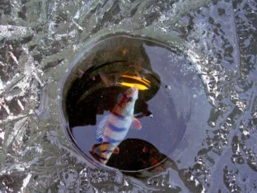 Як утримати окуня під лункою: топ-7 прийомів від експертів