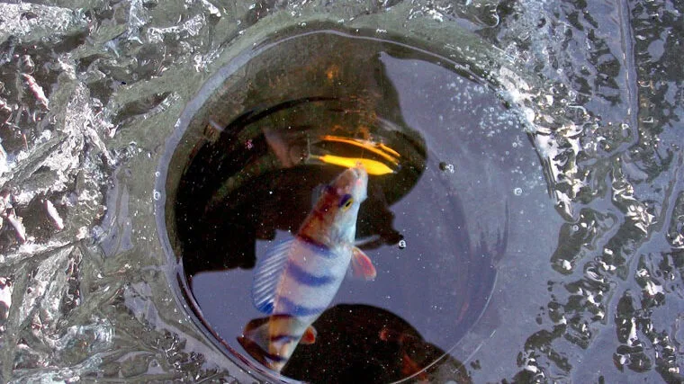 Як утримати окуня під лункою: топ-7 прийомів від експертів